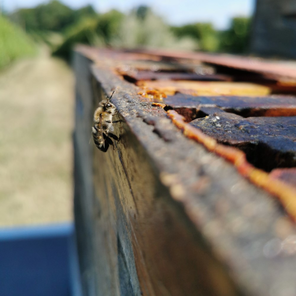 abeilles-ruches-du-gers